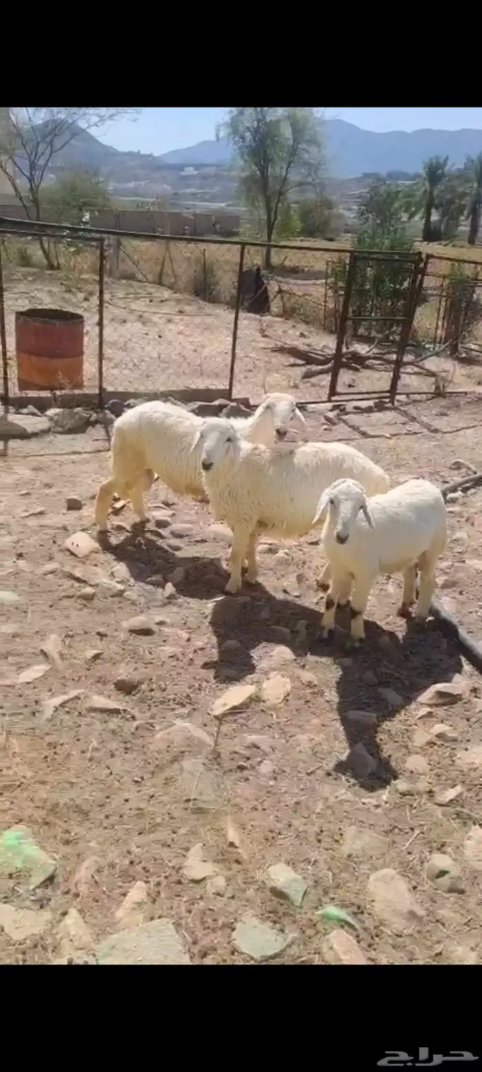 6 طليان للبيع 0