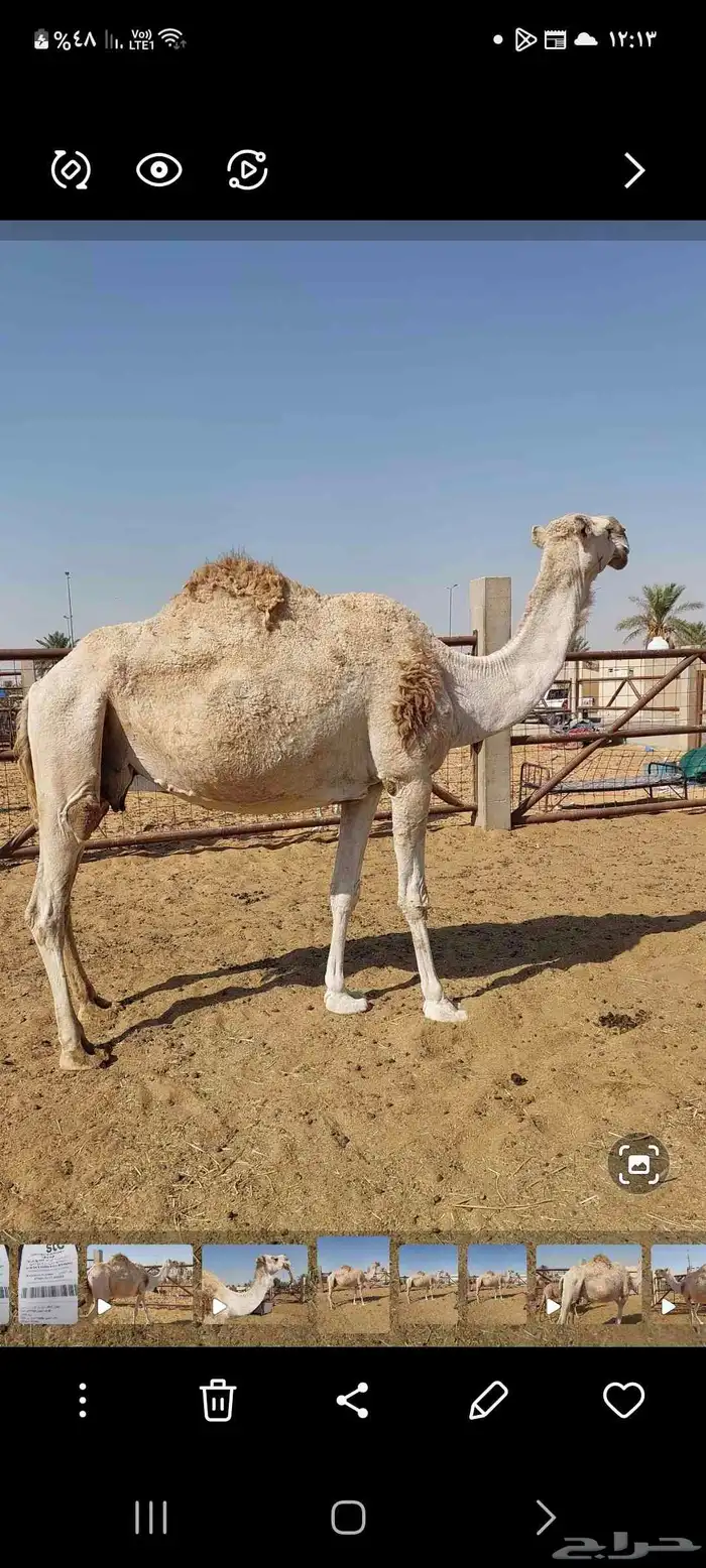 البيع حشو ضروبه 1