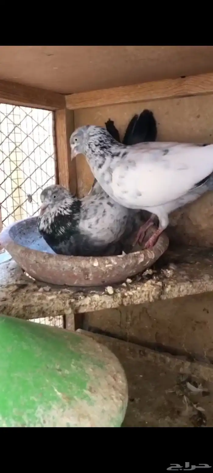 حمام باكستاني سهران بوري منتج زوجين مع فروخها 3