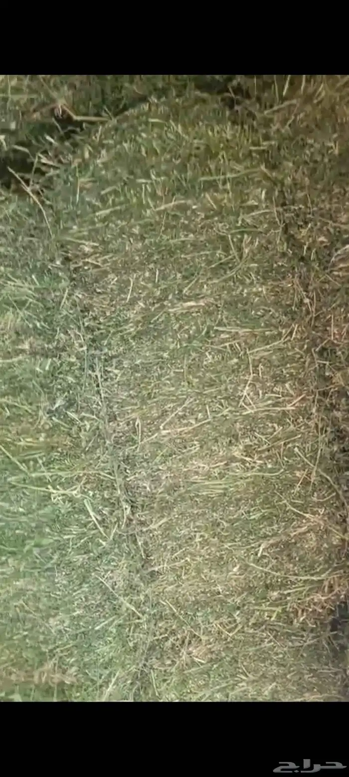 برسيم طبرجل صافي فاخر على الشرط 3