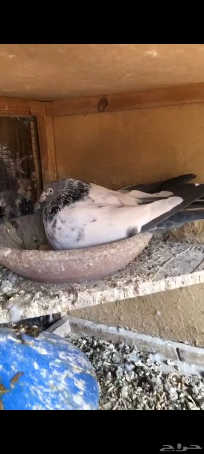 حمام باكستاني سهران بوري منتج زوجين مع فروخها 8