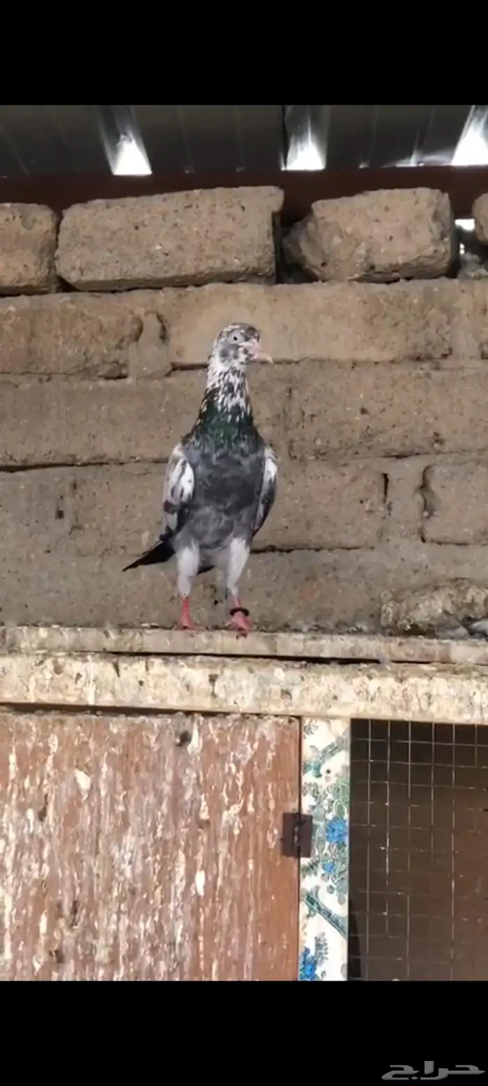 حمام باكستاني سهران بوري منتج زوجين مع فروخها 0