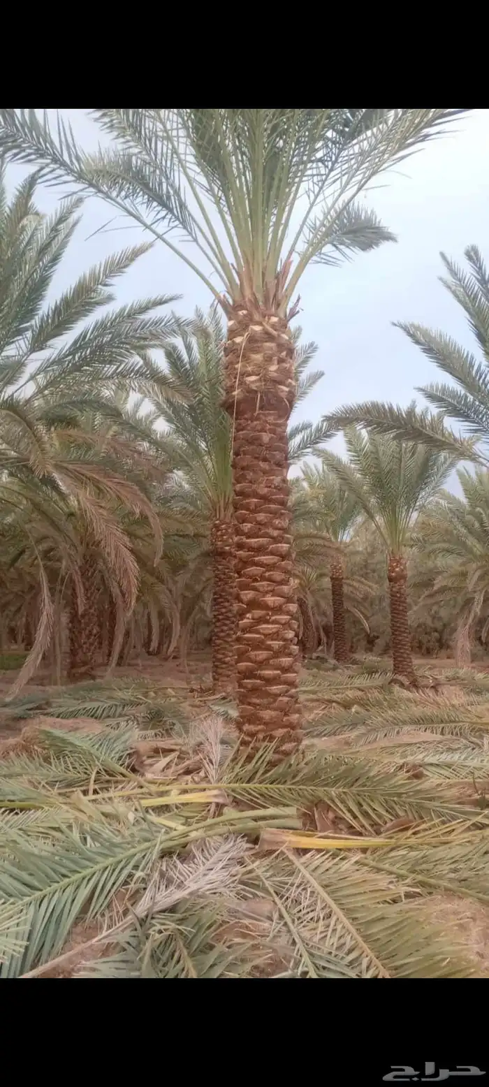 نخل صغير وكبير واشجار زيتون للبيع 8