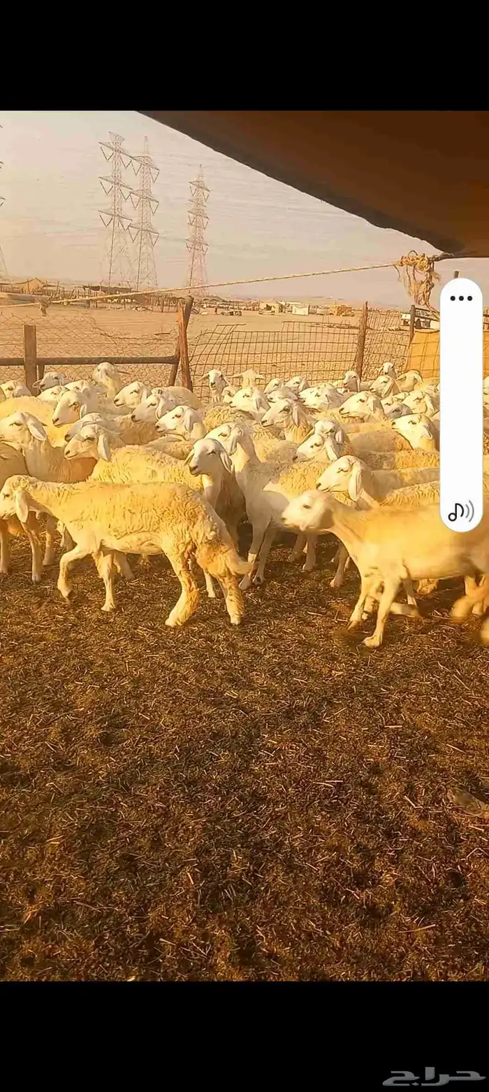 رخال حريه صنف العدد 224 5