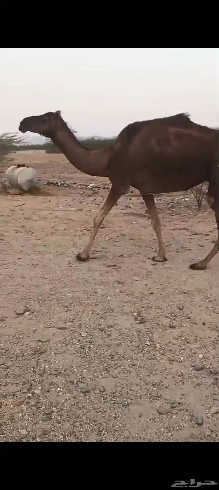 ناقه مبيوع ولدها ب 3500 1