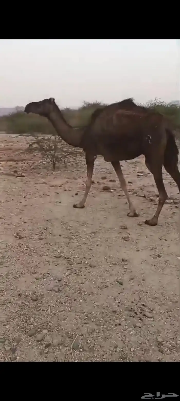 ناقه مبيوع ولدها ب 3500 0