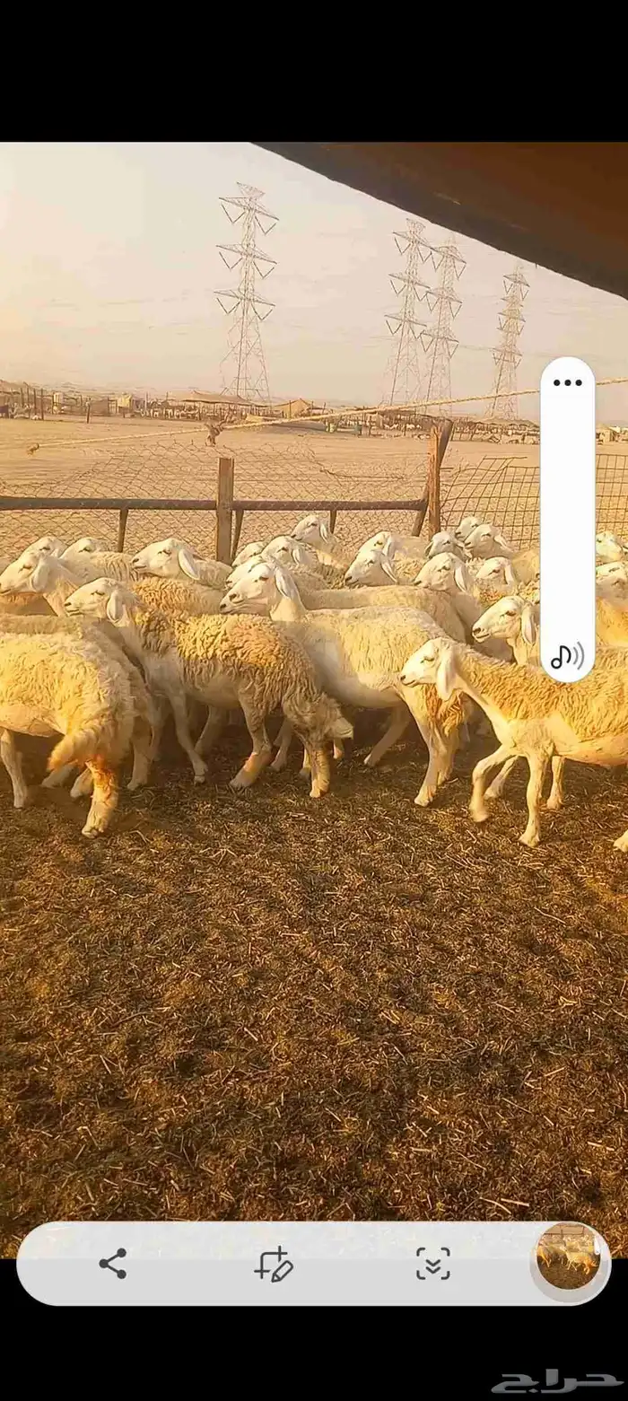 رخال حريه صنف العدد 224 6