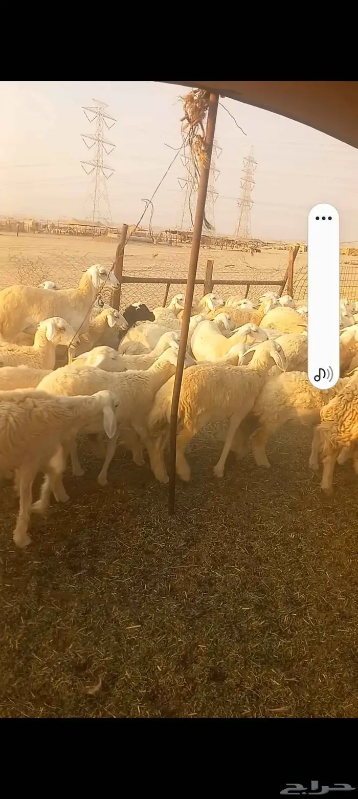 رخال حريه صنف العدد 224 1