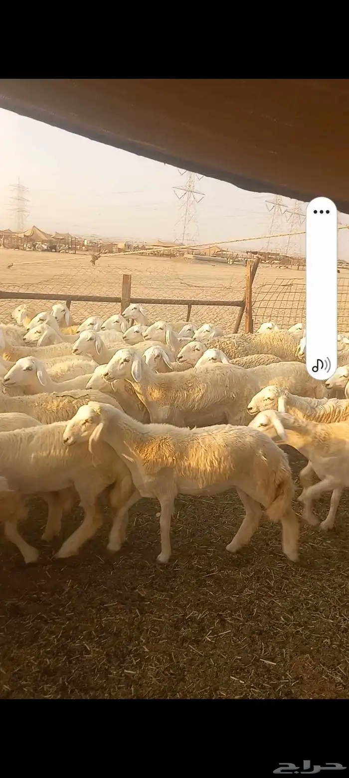 رخال حريه صنف العدد 224 4