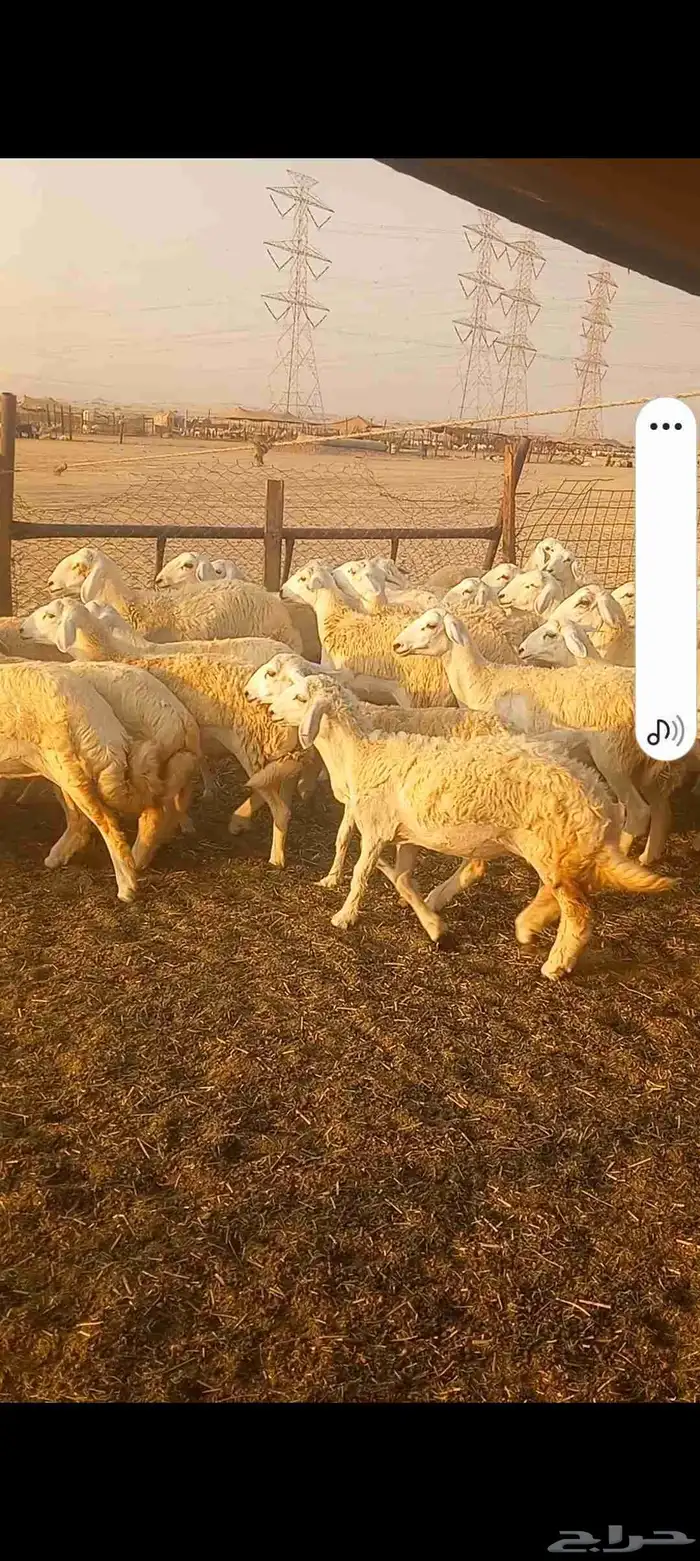 رخال حريه صنف العدد 224 0