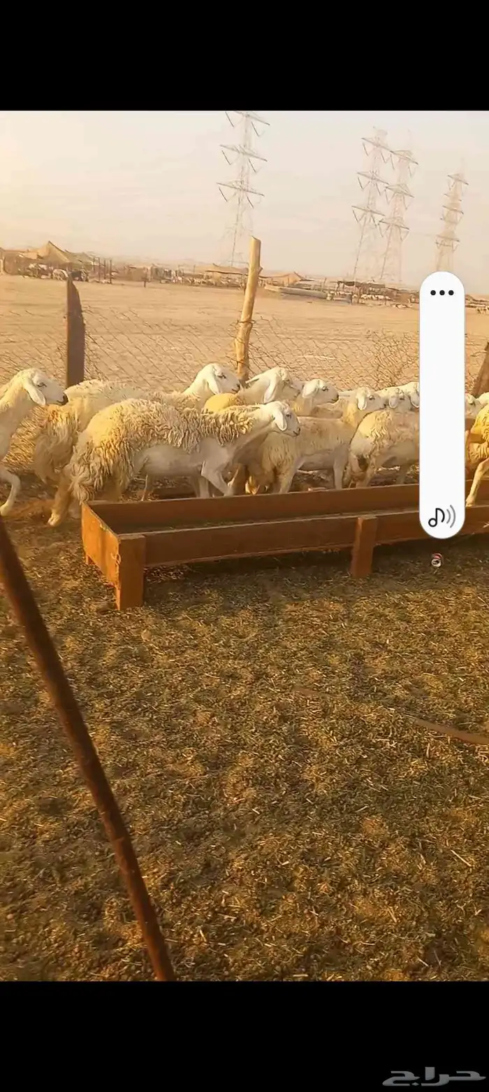 رخال حريه صنف العدد 224 9