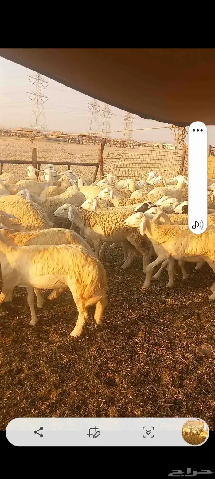 رخال حريه صنف العدد 224 2