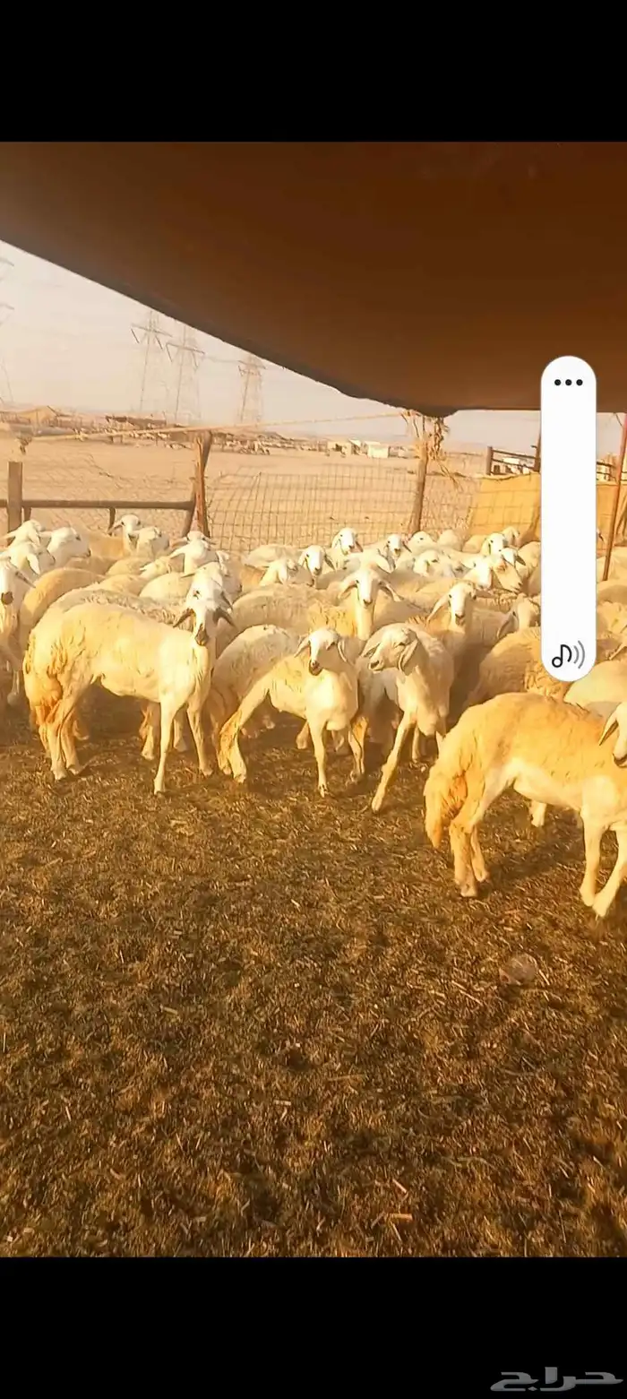 رخال حريه صنف العدد 224 3