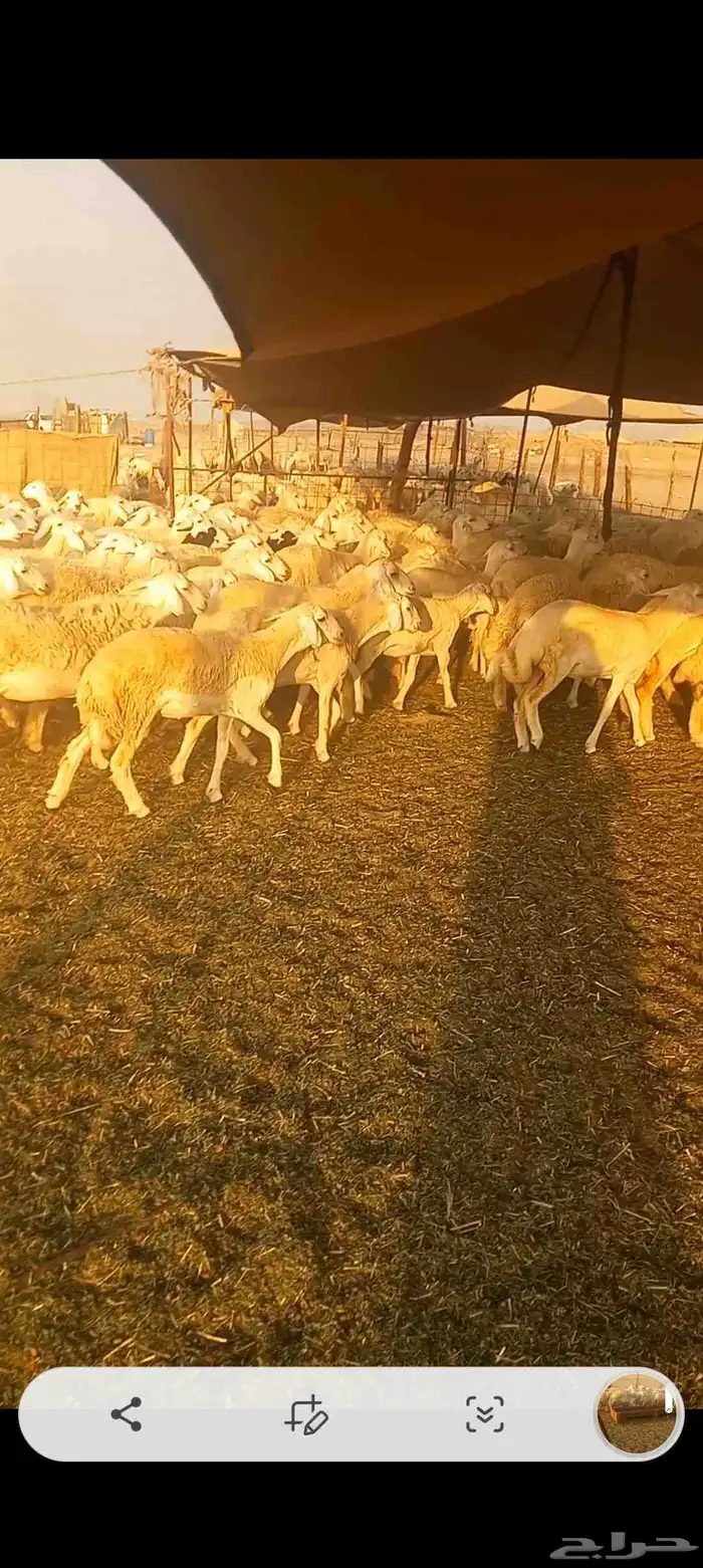 رخال حريه صنف العدد 224 8