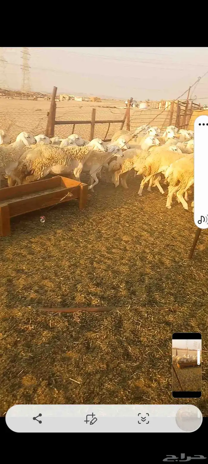 رخال حريه صنف العدد 224 7