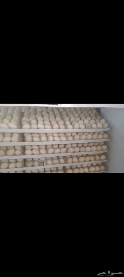 بيض بط بكيني مخصب index