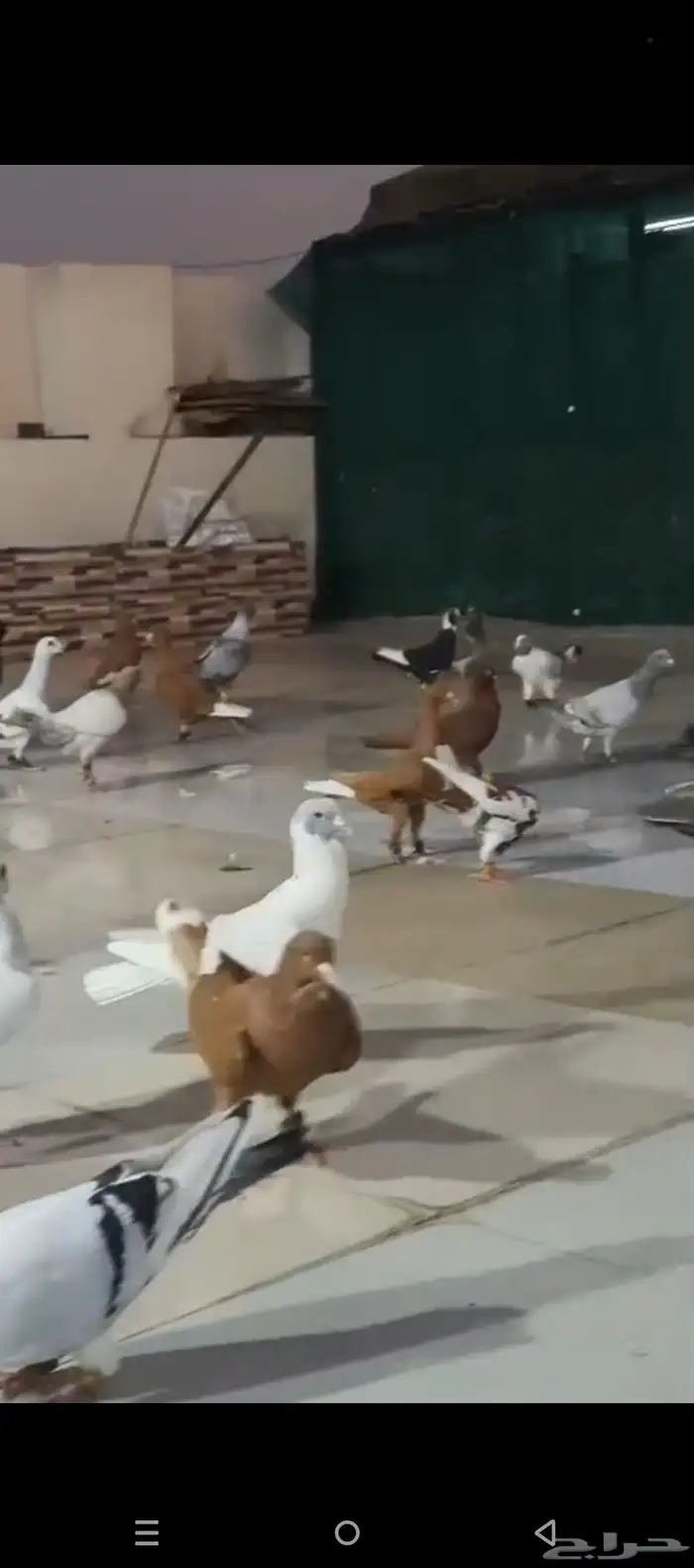 للبيع الموقع الرياض العدد 40 تقريبا 0