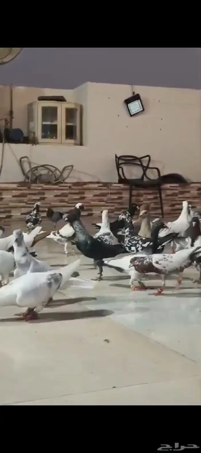 للبيع الموقع الرياض العدد 40 تقريبا 1