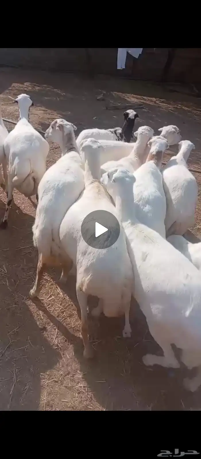 ضان فاخره دفيع العدد 15 1