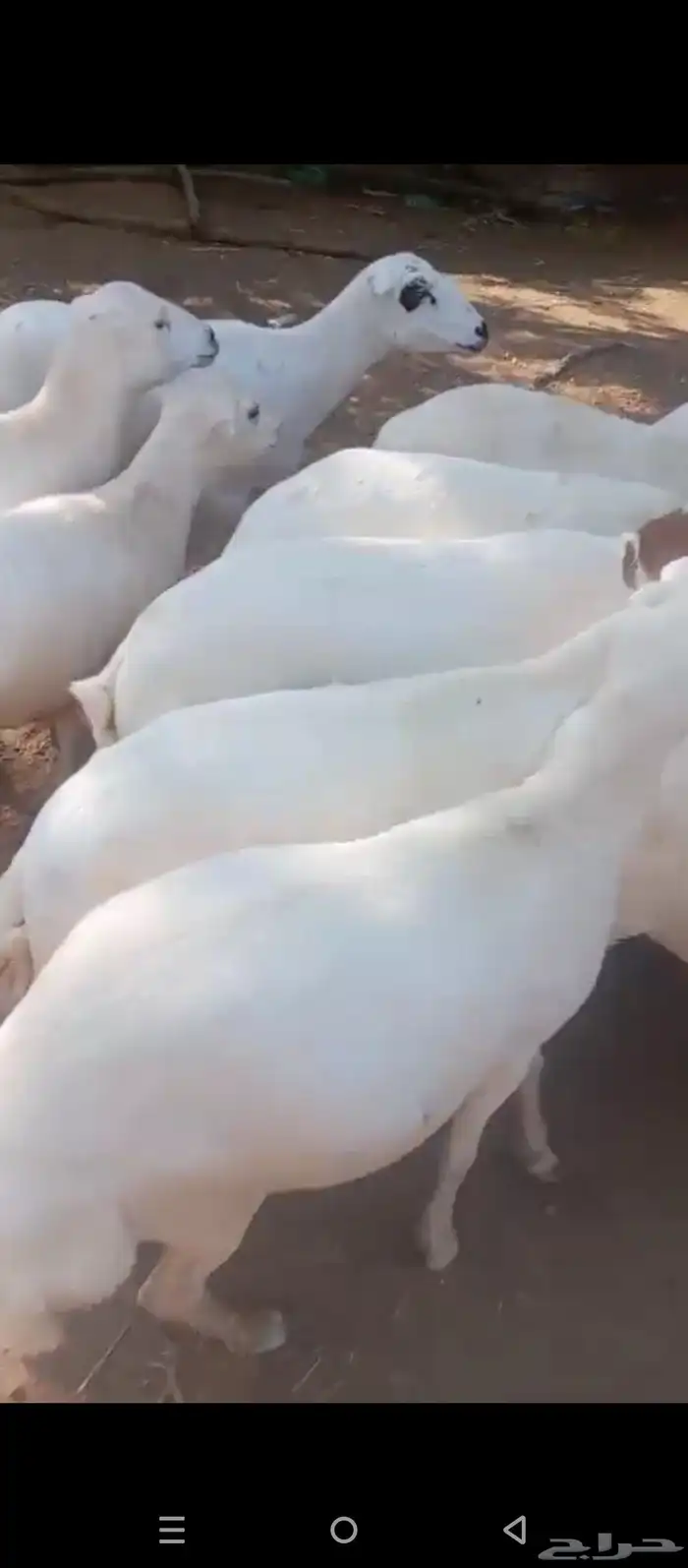 ضان فاخره دفيع العدد 15 3