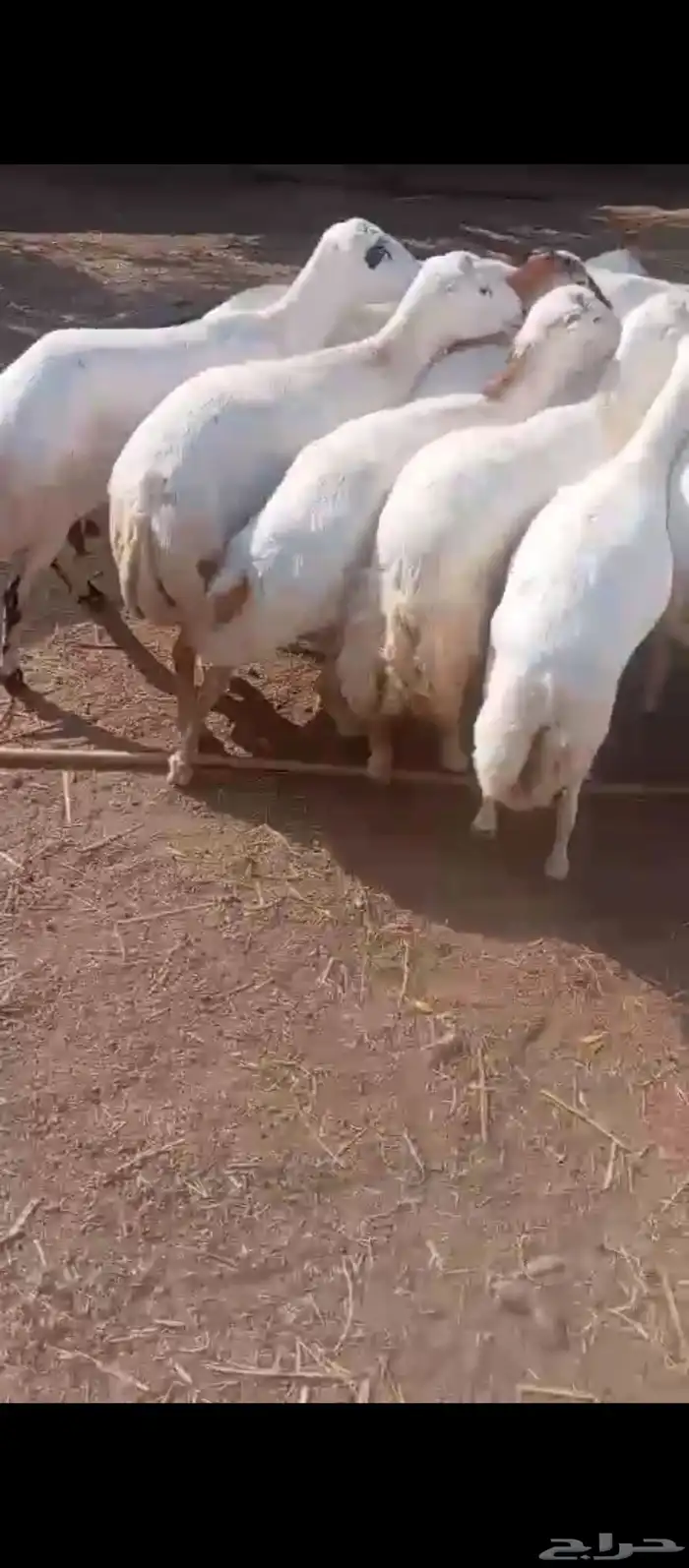 ضان فاخره دفيع العدد 15 0