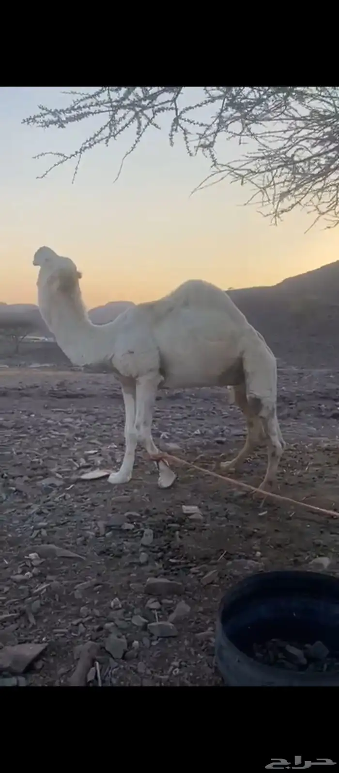 بعير اوضح مشروط ونتاج موجود 1