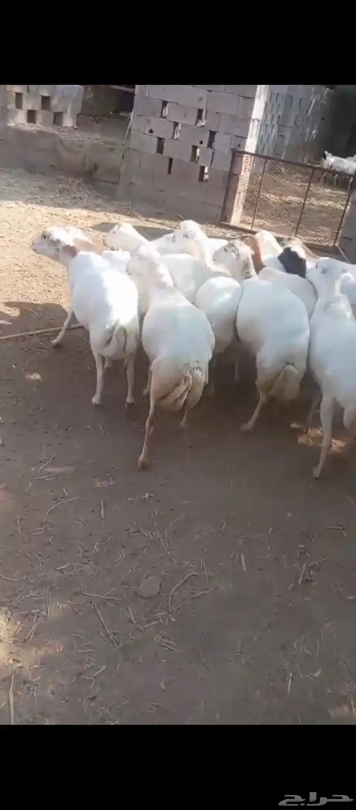 ضان فاخره دفيع العدد 15 2