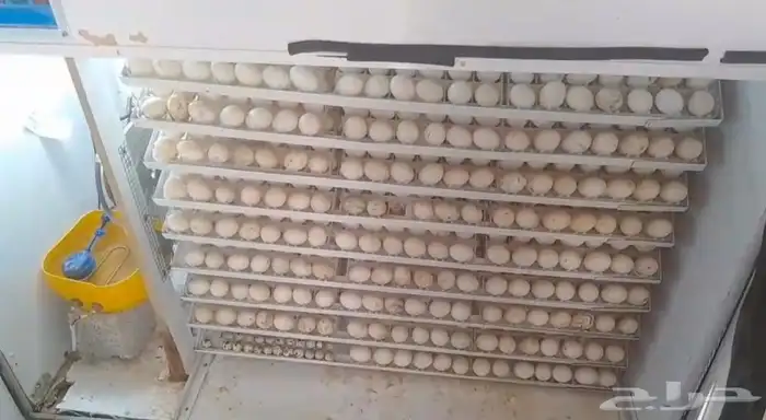 بيض بط بكيني مخصب 3