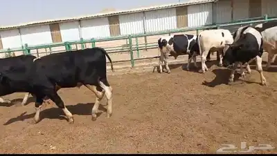 عجول هولندى للبيع index