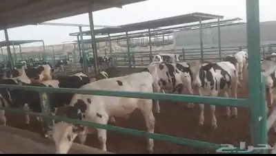 عجول هولندى للبيع index