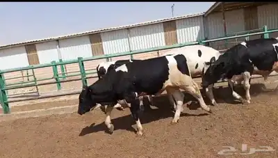 عجول هولندى للبيع index