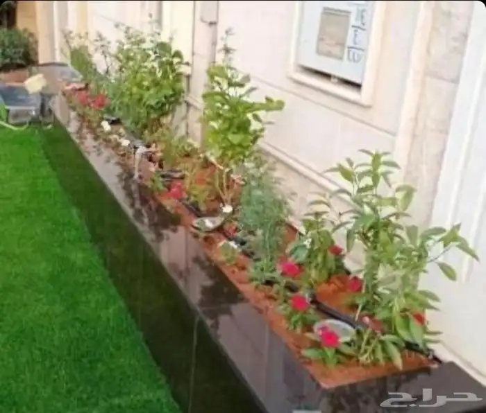 الشجار جهنميات. جميع الاشجار متوفره. 9