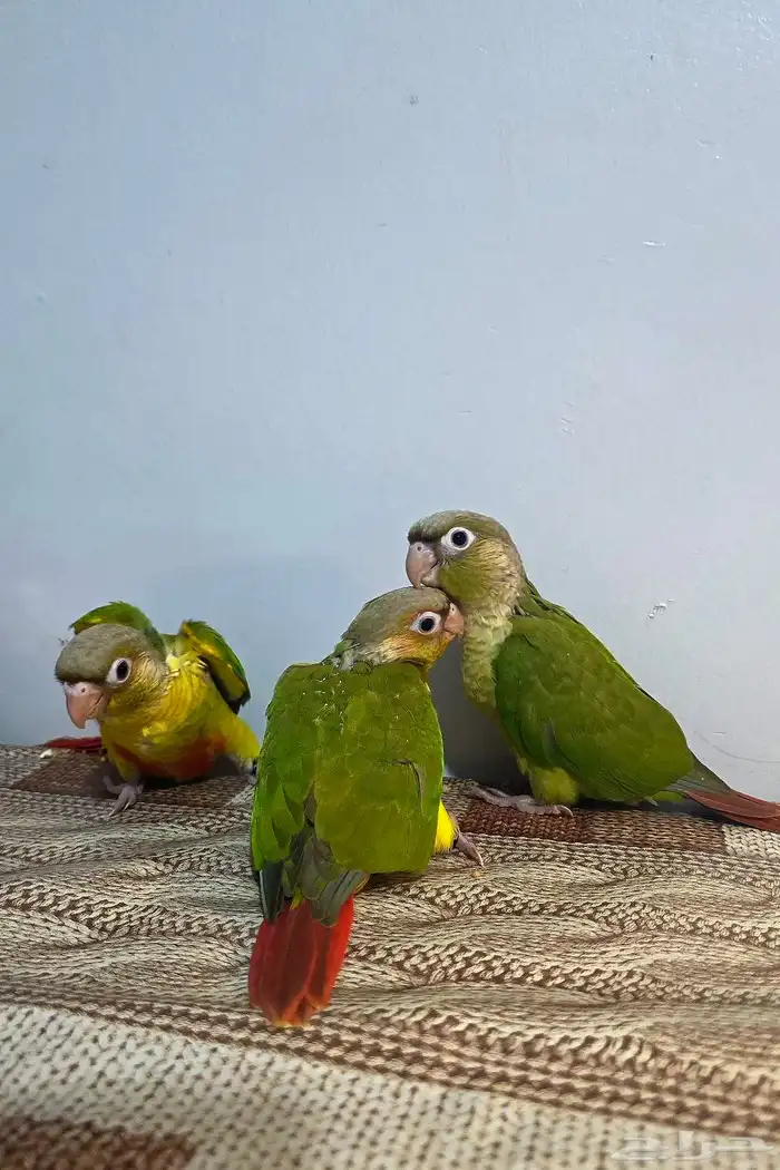 فروخ كنيور اليف ( تم البيع ) 0