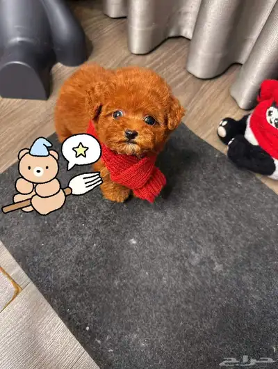 تي كب بودل جميلة و مميزة index