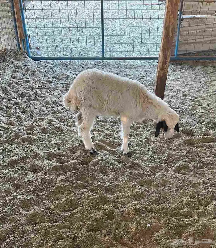 للبيع رخله صغيره مشروكه فيها رخاوه في رجوالها 0