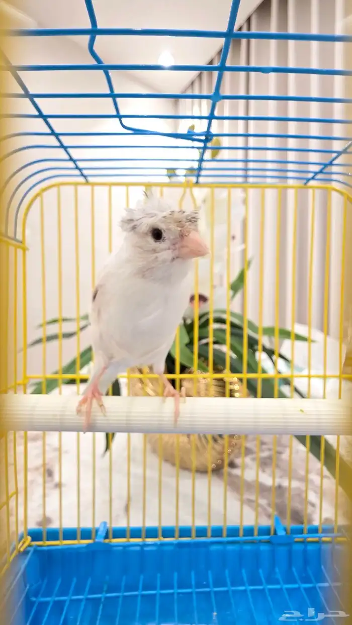 ذكر كناري سوري 3