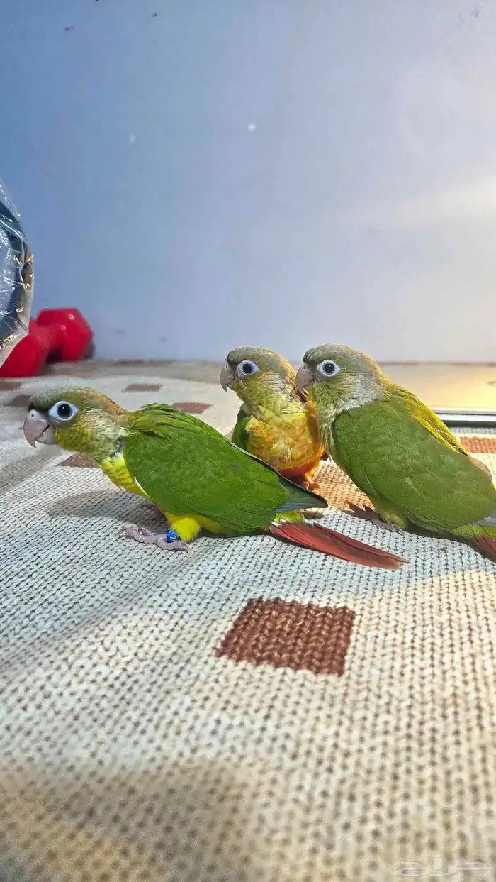 فروخ كنيور اليف ( تم البيع ) 3