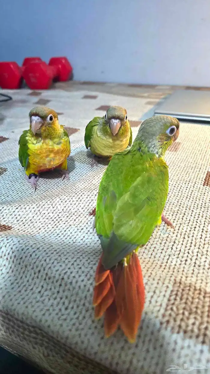 فروخ كنيور اليف ( تم البيع ) 1