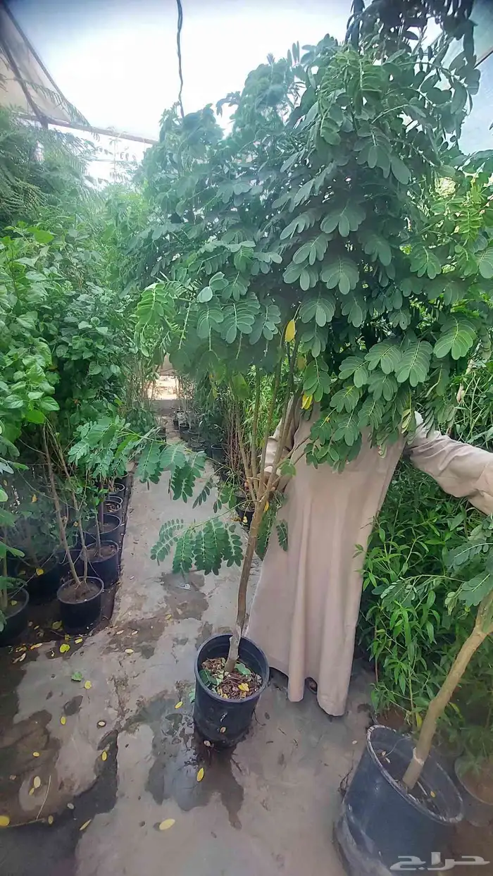 الشجار جهنميات. جميع الاشجار متوفره. 3