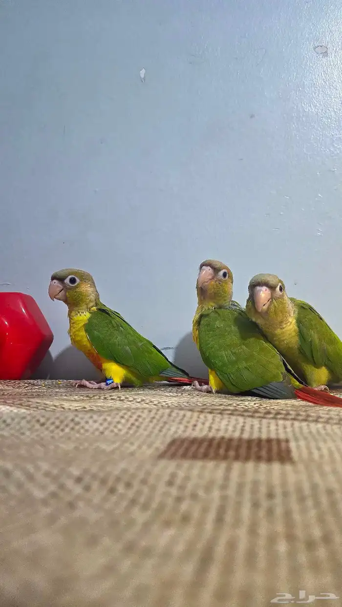 فروخ كنيور اليف ( تم البيع ) 2