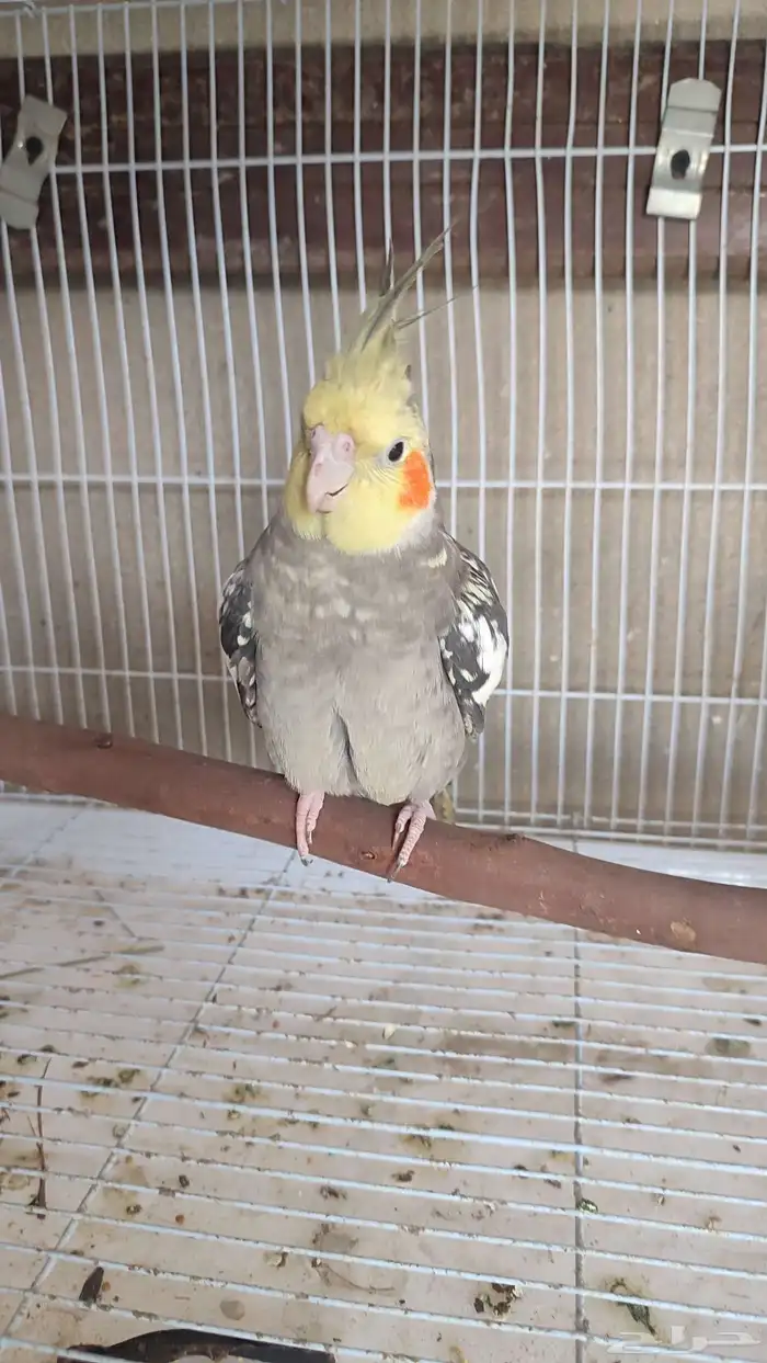 ذكر كرون اليف منتج 1