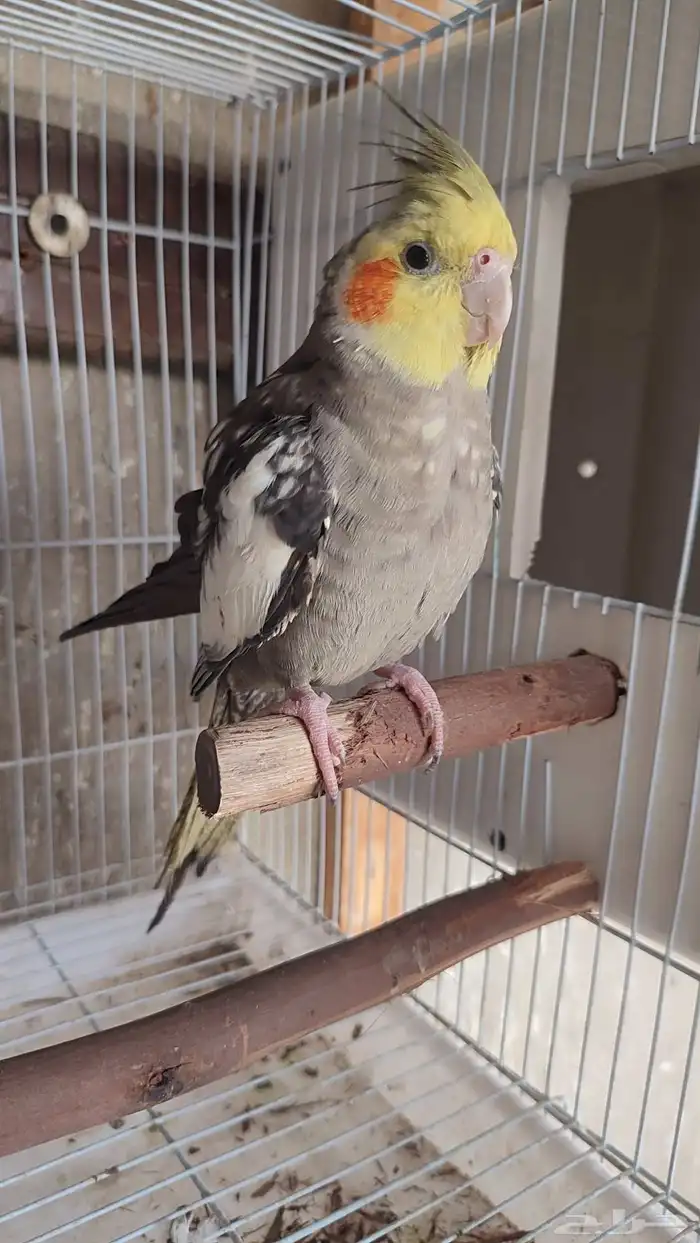 ذكر كرون اليف منتج 0