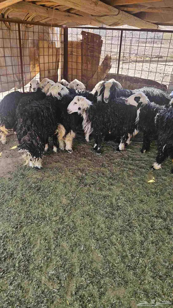 خرفان للبيع العدد12 2