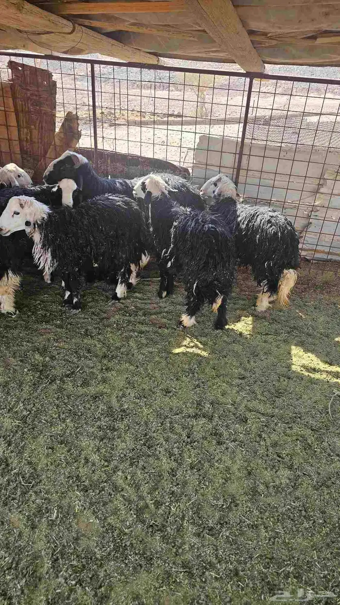 خرفان للبيع العدد12 1