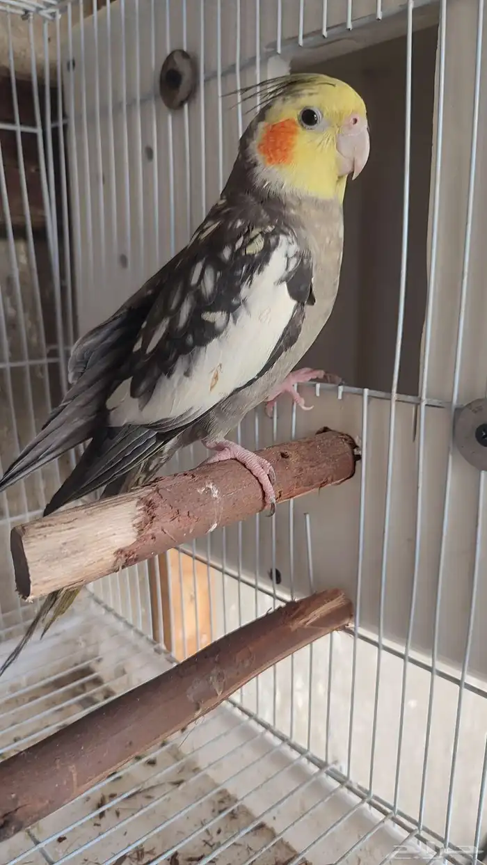 ذكر كرون اليف منتج 2