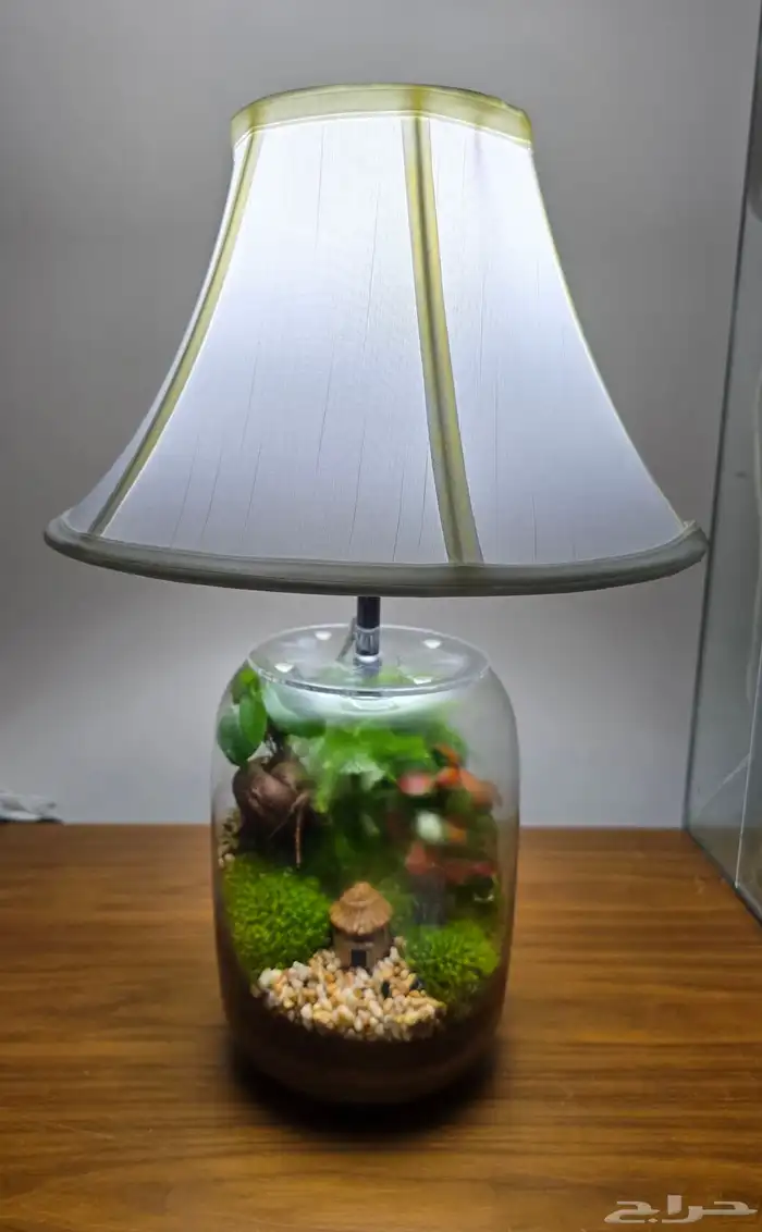 فازة تيراريوم أبجورة 7