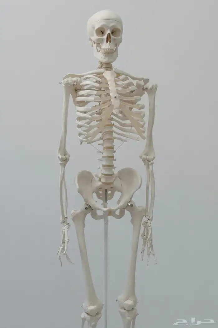 معلمه علوم واحياء وكيمياء وانجليزي منهج سعودي 5