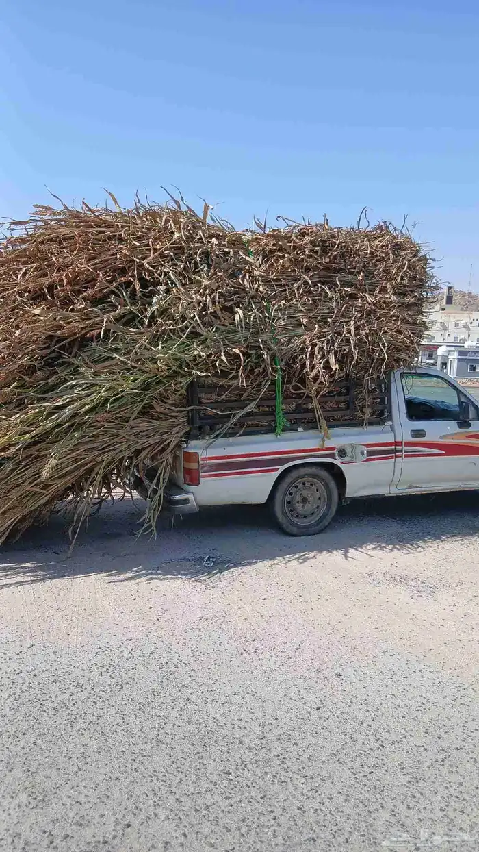 علف خلف عقد طيب الموقع القوز 0