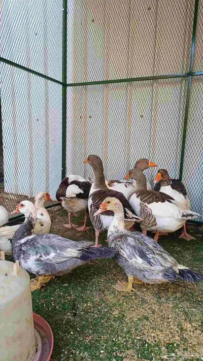 بط شهرمان مصري و وز بلدي index