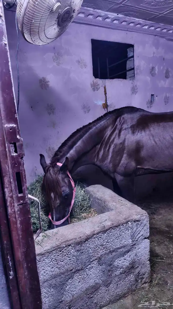 حصان شعبي كفو 1